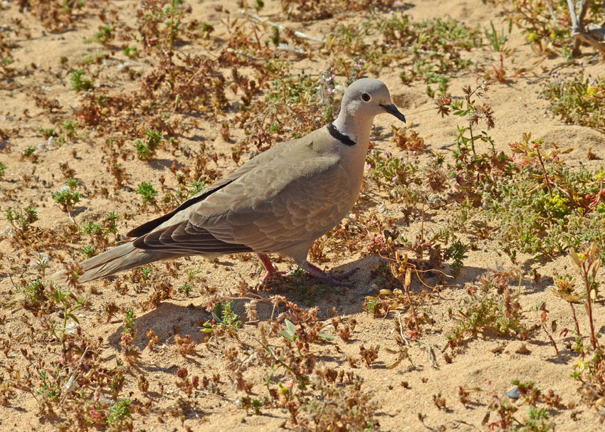 Tortora dal collare - Streptopelia decaocto